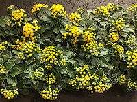 40 ajanya - afbeelding 1 van  2