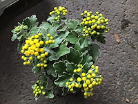 40 ajanya - afbeelding 2 van  2