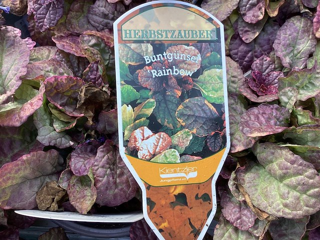 40 ajuga - afbeelding 2 van  3