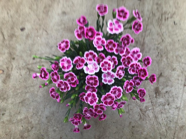 40 anjers pink kisses - afbeelding 1 van  1