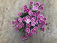 40 anjers pink kisses - afbeelding 1 van  1