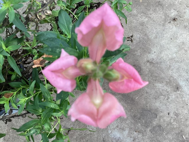 40 antirium - afbeelding 1 van  1