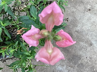 40 antirium - afbeelding 1 van  1