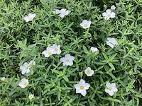 40 arenaria - afbeelding 1 van  1