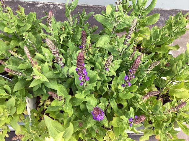 40 blauwe salvia - afbeelding 1 van  1