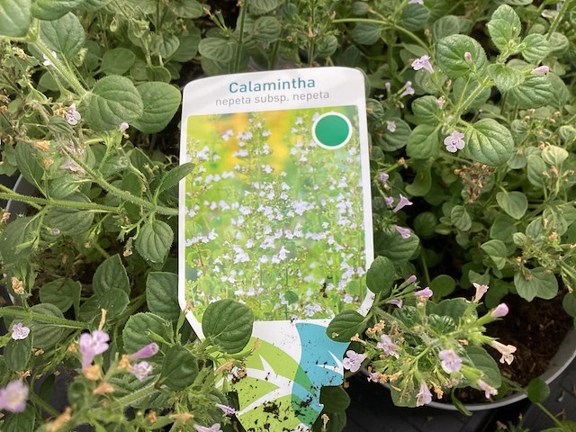 40 callimentha - afbeelding 1 van  2