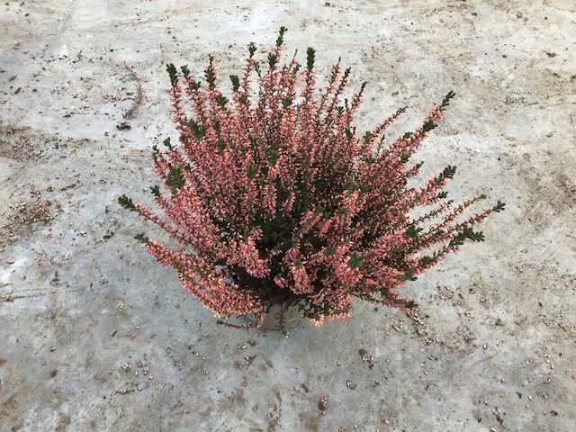 40 calluna - afbeelding 1 van  1