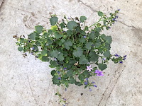 40 campanulla - afbeelding 2 van  3