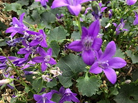 40 campanulla - afbeelding 1 van  3