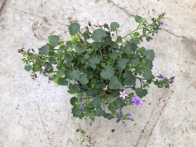 40 campanulla - afbeelding 2 van  3