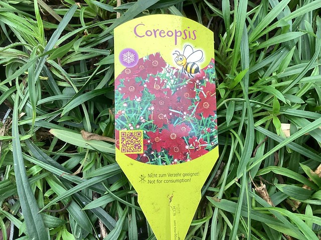 40 coreopsis - afbeelding 1 van  1