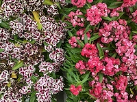 40 dianthus barbatus - afbeelding 1 van  1