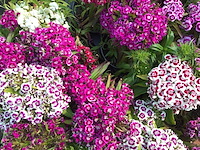 40 dianthus barbatus - afbeelding 2 van  2