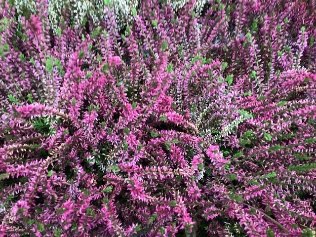 40 erica roos - afbeelding 1 van  1