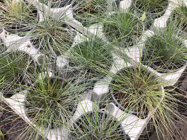 40 festuca glauca - afbeelding 2 van  2
