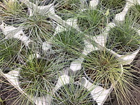 40 festuca glauca - afbeelding 2 van  2