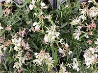 40 gaura wit