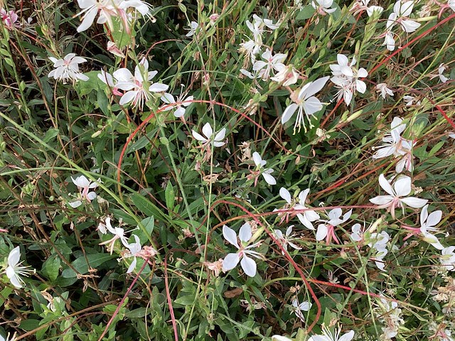 40 gaura - afbeelding 1 van  1