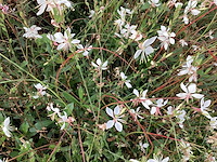 40 gaura - afbeelding 1 van  1