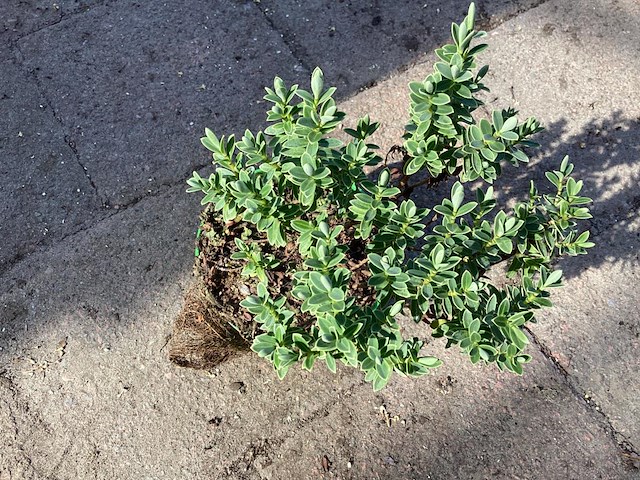 40 hebe - afbeelding 1 van  1