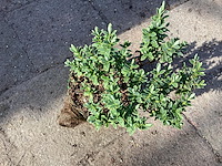 40 hebe - afbeelding 1 van  1