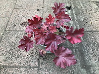 40 heuchera rood - afbeelding 1 van  1
