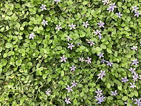 40 isothoma - afbeelding 1 van  1