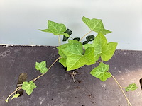 40 klimop - afbeelding 1 van  1