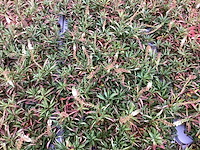 40 lysimachia - afbeelding 1 van  1