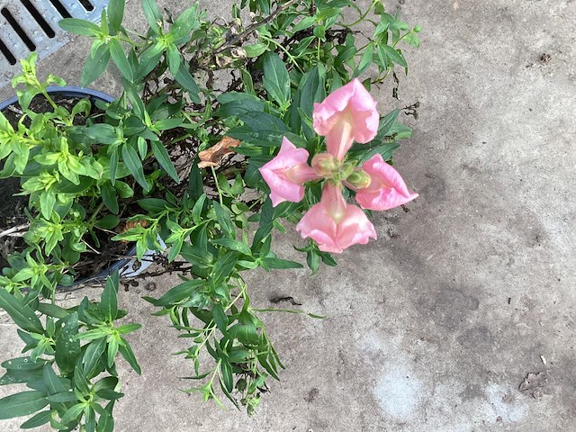 40 lythrium - afbeelding 1 van  1