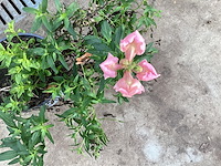 40 lythrium - afbeelding 1 van  1