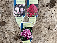 40 phlox mix - afbeelding 1 van  1