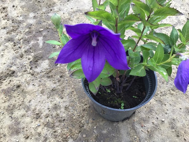 40 platycodon blauw - afbeelding 3 van  3