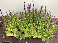 40 salvia blauw - afbeelding 2 van  2