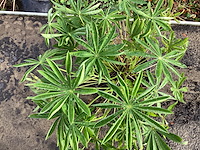 40 sempervivum - afbeelding 1 van  1