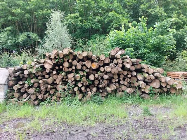 40 stère linde - afbeelding 1 van  1