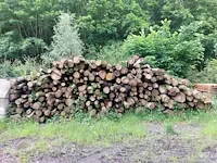40 stère linde - afbeelding 1 van  1