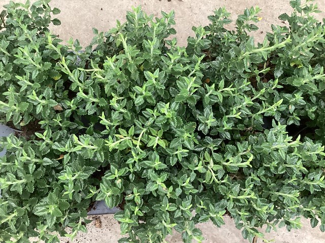 40 teucrium - afbeelding 1 van  1