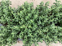 40 teucrium - afbeelding 1 van  1