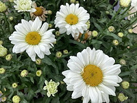 40 witte, winterharde margrieten - afbeelding 1 van  1