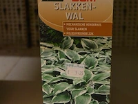 4x 1,5kg dcm slakkenwal - afbeelding 1 van  1