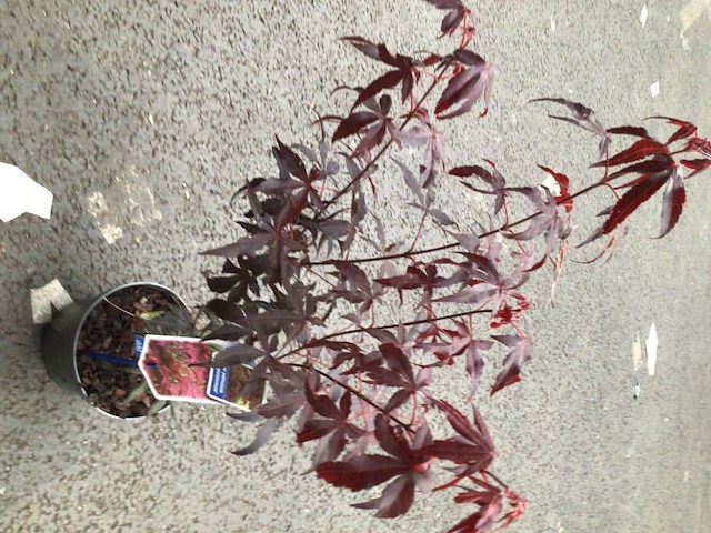 5 acers - afbeelding 2 van  2