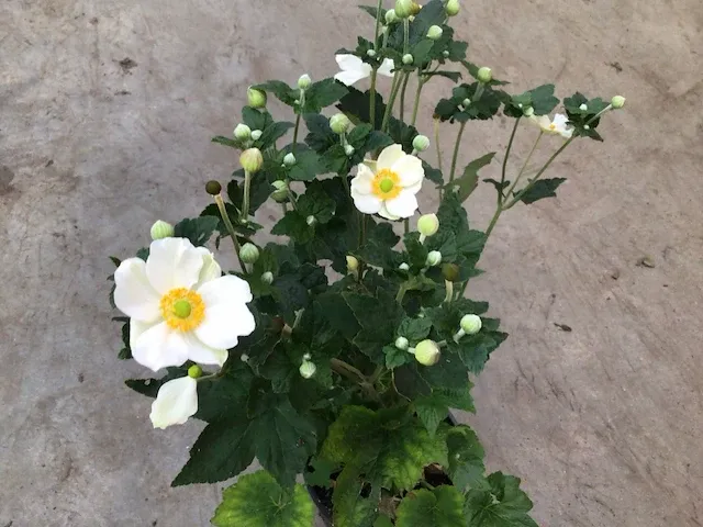 5 anemone wit - afbeelding 1 van  1