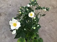 5 anemone wit - afbeelding 1 van  1