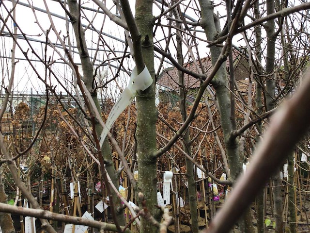 5 appelstam - afbeelding 1 van  1