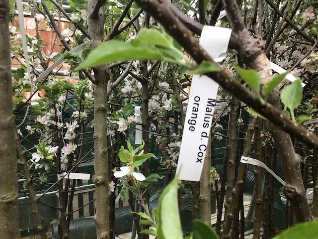 5 appelstammen in soorten - afbeelding 1 van  4