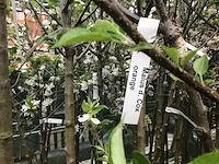 5 appelstammen in soorten - afbeelding 1 van  4