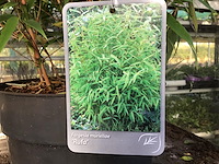 5 bamboe - afbeelding 1 van  3