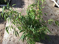 5 bamboe - afbeelding 2 van  3