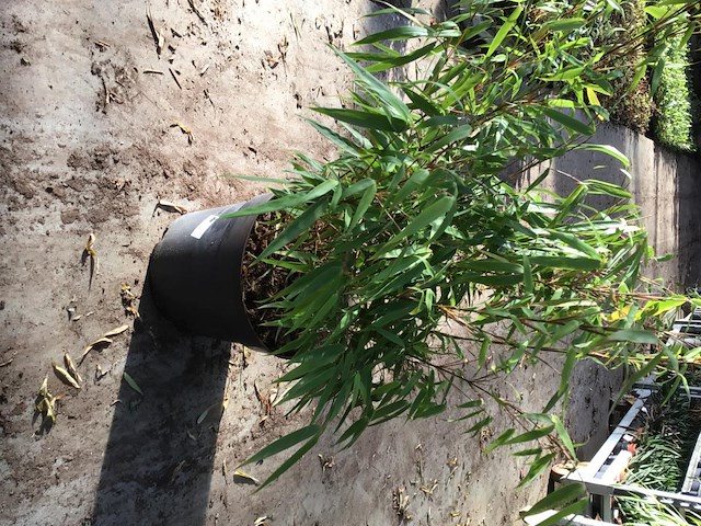 5 bamboe - afbeelding 3 van  3